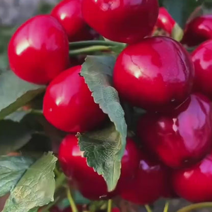 🍒The World’s Most Perfect Fruit: Organic Montmorency Dried Tart Cherries-EV