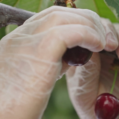 🍒The World’s Most Perfect Fruit: Organic Montmorency Dried Tart Cherries-EV